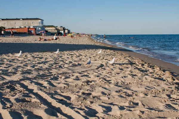 Gabbiani Piedi Lungo Spiaggia Dal Mare — Foto Stock