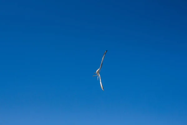 Seagull Soars Sky Sea — Stock Photo, Image