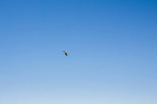 Seagull Soars Sky Sea — Stock Photo, Image