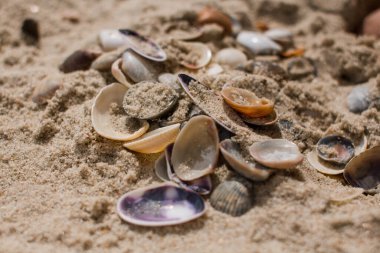 Deniz kıyısındaki kumda bir deniz kabuğu