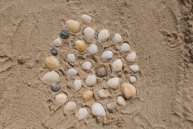 Deniz kıyısındaki kumda bir deniz kabuğu