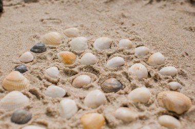 Deniz kıyısındaki kumda bir deniz kabuğu