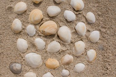 Deniz kıyısındaki kumda bir deniz kabuğu