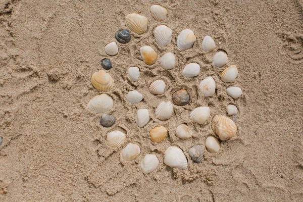 Deniz kıyısındaki kumda bir deniz kabuğu