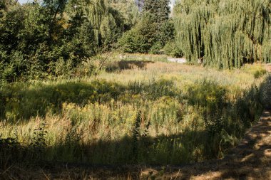 Ormanda büyük yeşil bir çayır.