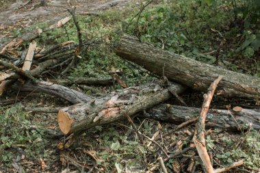 Ağaçların dalları ormanda bir yığın halinde yatar.