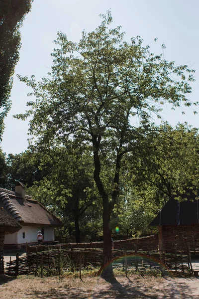 a big tree near house in a village