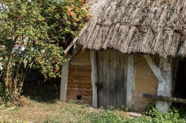 Ormanda eski bir sazdan kulübe.