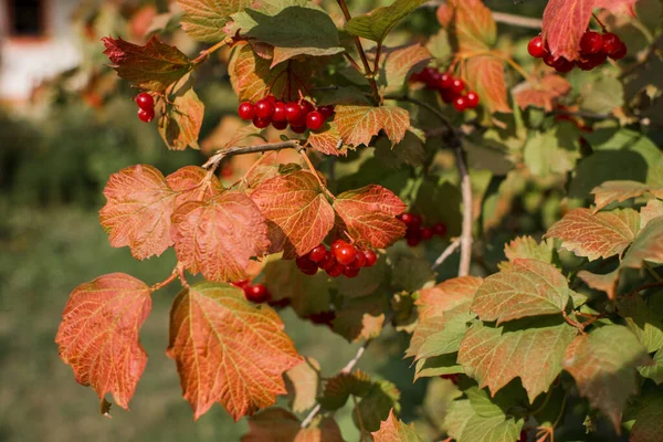 Viburnum Bush Autumn Village — Stock Photo, Image