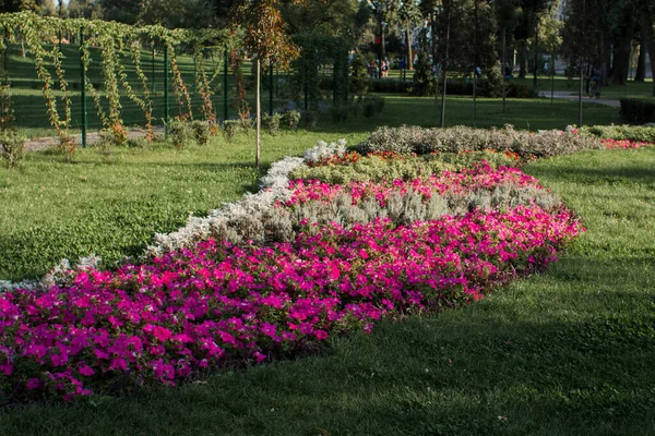 Una Hermosa Cama Flores Parque — Foto de Stock