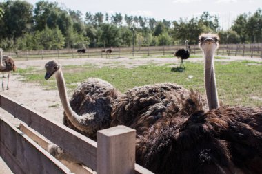 Çitlerin arkasındaki devekuşu çiftliğinde devekuşları