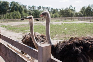Çitlerin arkasındaki devekuşu çiftliğinde devekuşları