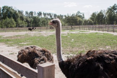 Çitlerin arkasındaki devekuşu çiftliğinde devekuşları