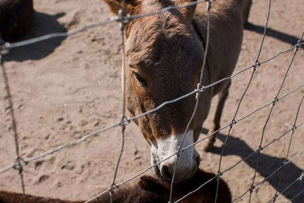 Åsna Bakom Stängslet Zoo — Stockfoto