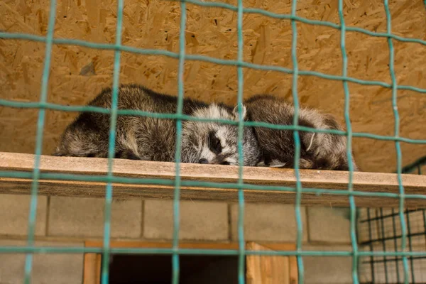 Waschbär Streift Hinter Zaun Zoo — Stockfoto