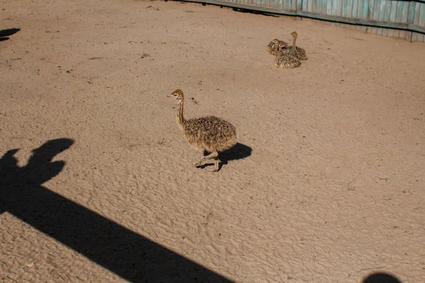 Ostriches Ostrich Farm Fence — Stock Photo, Image