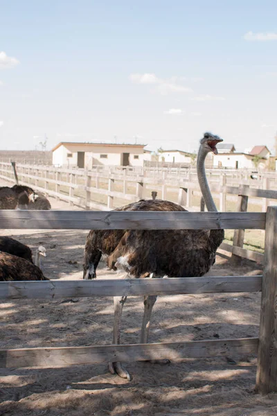 ostriches on an ostrich farm behind fence