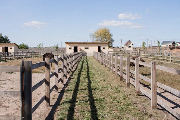 ostriches on an ostrich farm behind fence