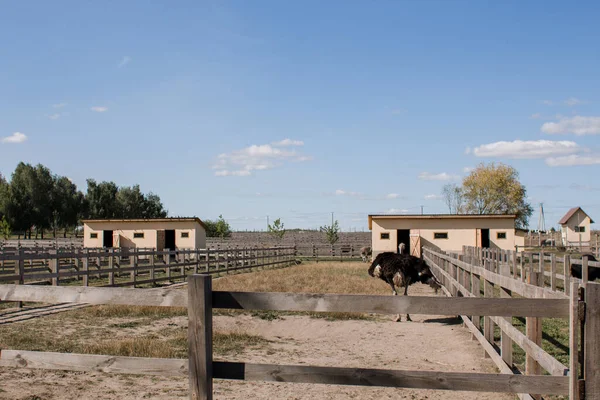 Avestruzes Uma Fazenda Avestruz Atrás Cerca — Fotografia de Stock