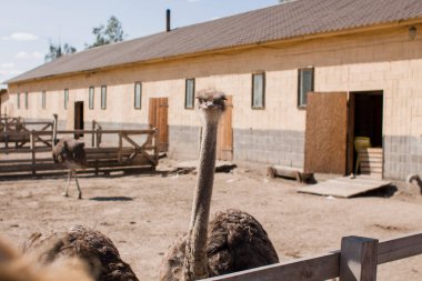 Çitlerin arkasındaki devekuşu çiftliğinde devekuşları