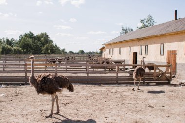 Çitlerin arkasındaki devekuşu çiftliğinde devekuşları