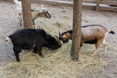 Hayvanat bahçesindeki çitin arkasında bir keçi
