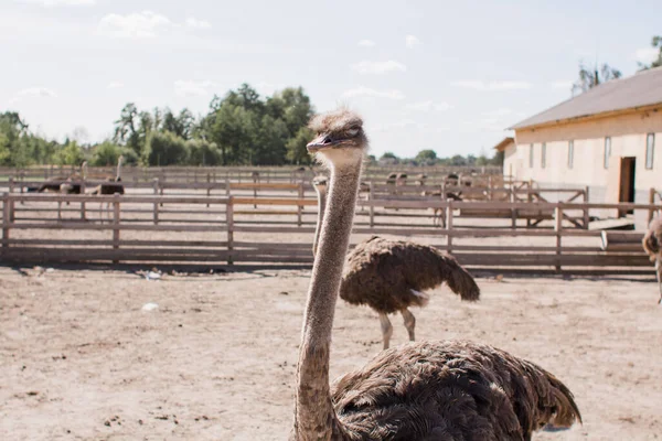 Ostriches Ostrich Farm Fence — Stock Photo, Image