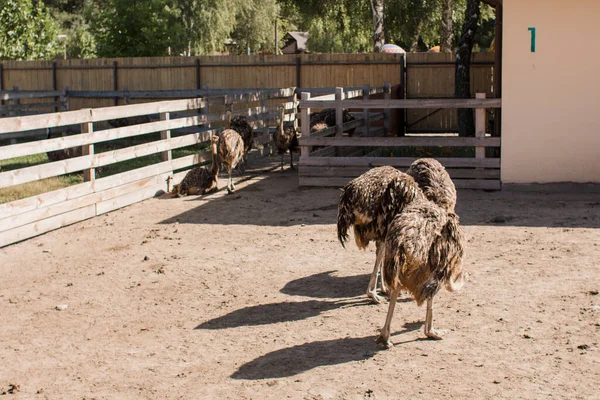 Strutsar Strutsfarm Bakom Staket — Stockfoto