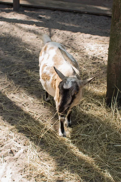 Get Bakom Stängslet Zoo — Stockfoto