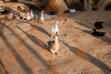 Çitin dışındaki çiftlikte beyaz kazlar var.