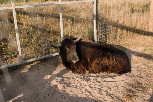 Stor Tjur Sover Marken — Stockfoto