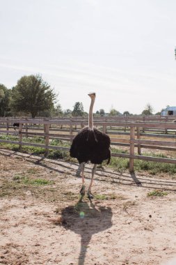 Çitin dışındaki devekuşu çiftliğinde devekuşları