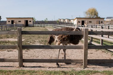 Çitin dışındaki devekuşu çiftliğinde devekuşları
