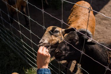 Hayvanat bahçesindeki çitin arkasında bir keçi