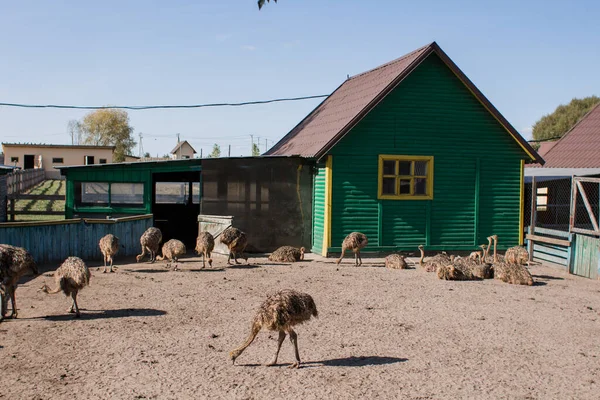 Страусы Страусиной Ферме Оградой — стоковое фото