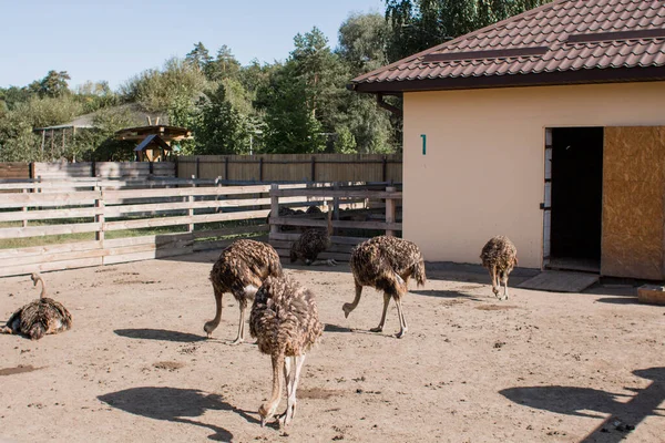 Autruches Sur Ferme Autruche Extérieur Clôture — Photo