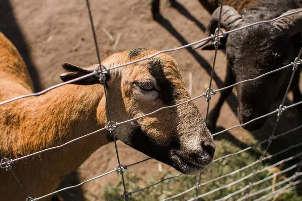 Get Bakom Stängslet Zoo — Stockfoto