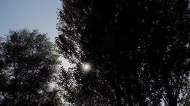Güneş rüzgarla ağaçların arkasında batıyor.
