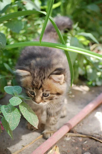 Little Beautiful Kitten Sits Green Grass — Stock Photo, Image