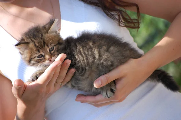 Bir Kızın Kollarında Tüylü Bir Kedi Yavrusu — Stok fotoğraf