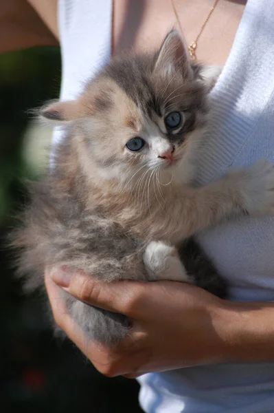 Liten Fluffig Kattunge Armarna Flicka — Stockfoto