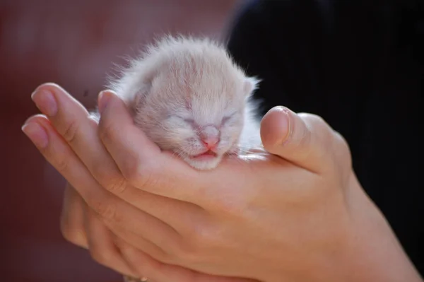 Little Fluffy Kitten Arms Girl — Stock Photo, Image