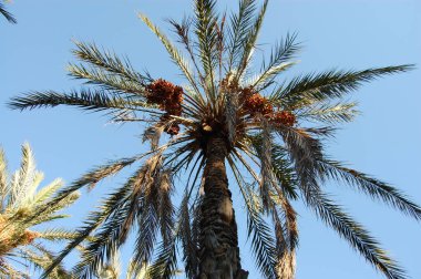 Yazın tropik bir yerde palmiye ağaçları.