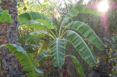 Yazın tropik bir yerde palmiye ağaçları.