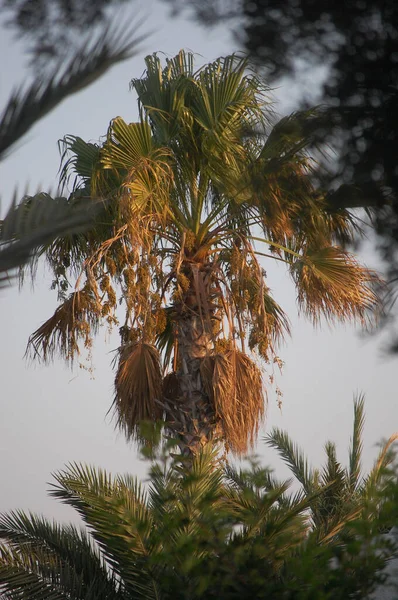 Een Palmbomen Een Tropische Locatie Zomer — Stockfoto