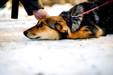 Erkekler terk edilmiş köpeği elle okşar.