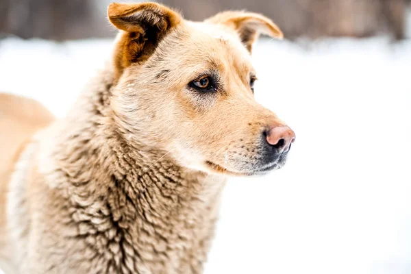 Hemlös hund bor på snö gata — Stockfoto