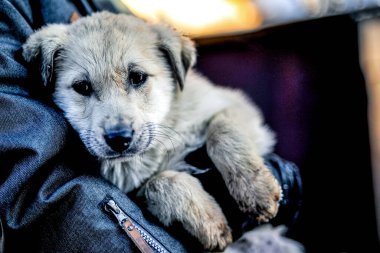 Adam elleri barınakta terk edilmiş köpeği tutuyor.