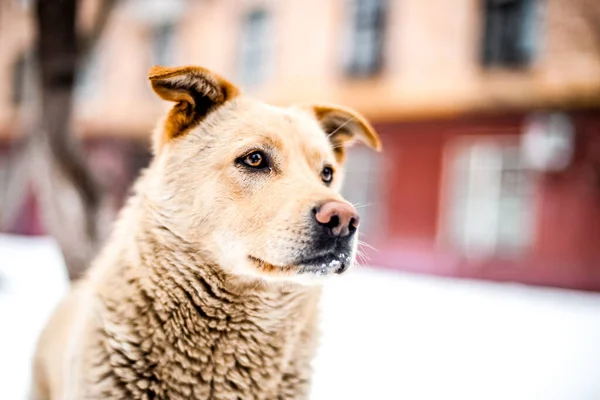 Närbild hemlös hund porträtt på en gata — Stockfoto