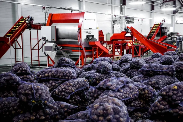 Ziemniaki w workach z taśmą przenośnikową przy produkcji. Technologia rolnicza — Zdjęcie stockowe